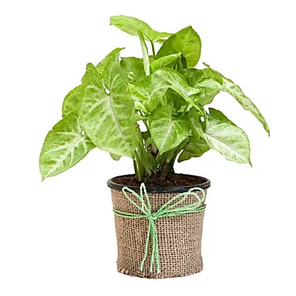 Evergreen Harmony – Green Syngonium Plant