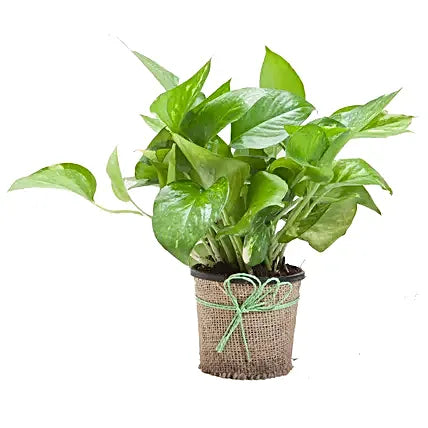 Prosperity Charm – Evergreen Money Plant